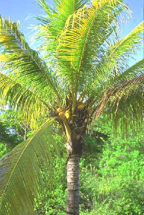 Baum des Lebens: Pflcke die kstlichen Frchte des Lebens!